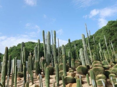 仙湖植物园沙漠植物区里植物有哪些