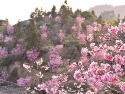 厦门集美灌口镇东辉村樱花观赏攻略（花期＋地点＋门票）