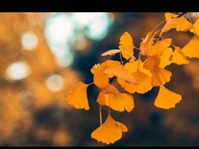 北京中山公园银杏观赏攻略（观赏期+门票）