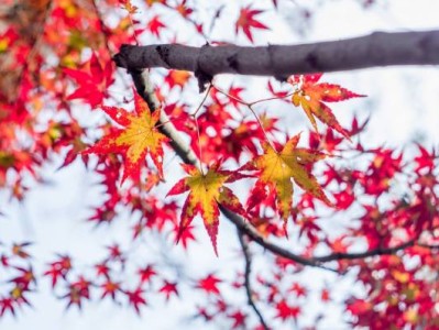 南京栖霞山枫叶最佳观赏时间是什么时候