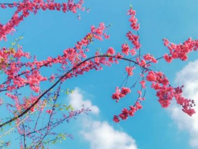 重庆美樱花海2025年什么时候开?