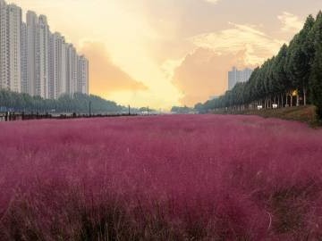 2024许昌粉黛最佳观赏时间是什么时候