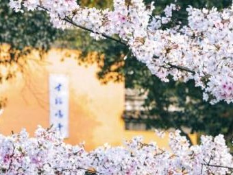 南京鸡鸣寺路樱花什么时候开放