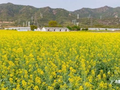 大鹏油菜花什么时候开(时间)