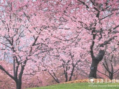 2025上海辰山植物园赏樱预报(3月6日更新)