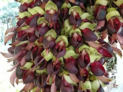 深圳东湖公园禾雀花开了吗(什么时候开)