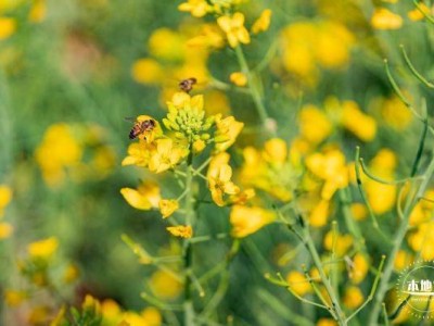 深圳陌上花公园油菜花花期时间到什么时候