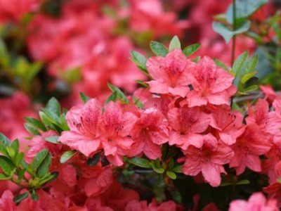 长沙杜鹃花观赏攻略(地址汇总+开花时间)