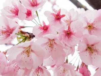 南京樱花季节是什么时候