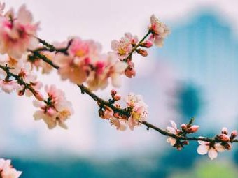 西樵山桃花观赏指南