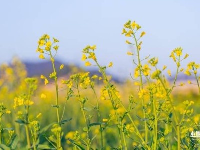 深圳光明小镇欢乐田园油菜花时间