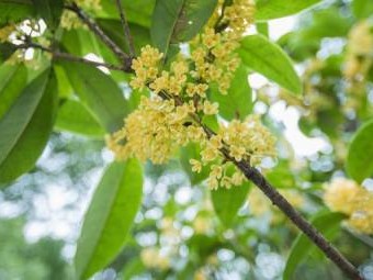 南京桂花什么时候开？赏桂花的地方有哪些？