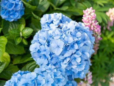 深圳笔架山花展时间表2025
