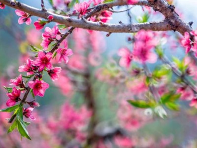 2025泉州西湖公园的桃花什么时候开？