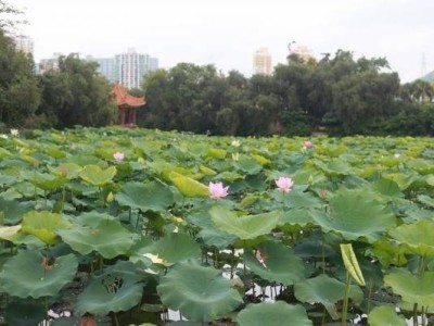 深圳洪湖公园坐地铁怎么去?最近的地铁站出口