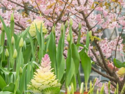 2025年重庆南山植物园樱花什么时候开