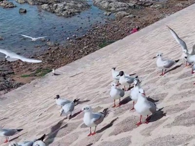 青岛海鸥什么时候最多