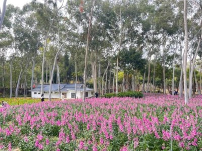 厦门忠仑公园紫罗兰花海观赏指南(入口+交通)