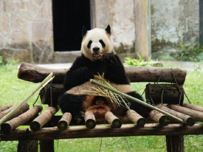 重庆动物园什么时候开始养熊猫的?