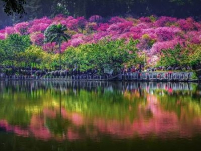 南宁石门公园樱花品种