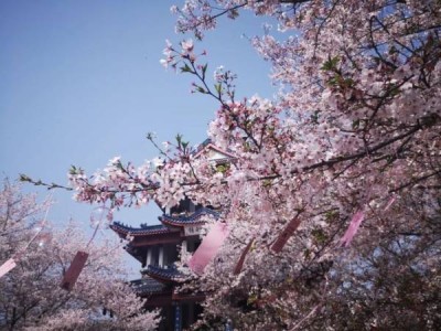 鼋头渚樱花什么时候开花（2025年）