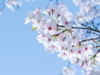 佛山王借岗森林公园赏花攻略(茶花+樱花)