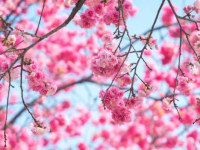 合肥植物园花种+观赏地点汇总