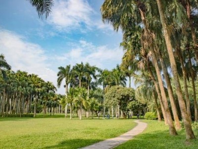 春天深圳东湖公园赏花指南 禾雀木棉杜鹃花开徇烂