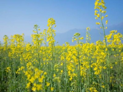湘府路大桥油菜花攻略(在哪+什么时候开+怎么走)