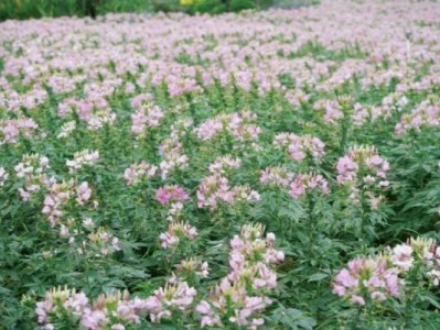 翔安香山花海开花时间表（持续更新）
