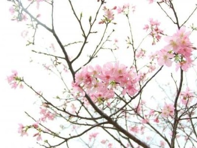 2025深圳聚龙山公园樱花什么时候开