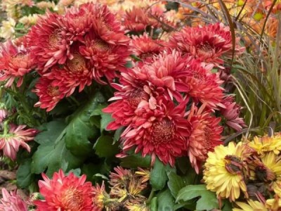 深圳仙湖植物园秋花集时间到什么时候结束