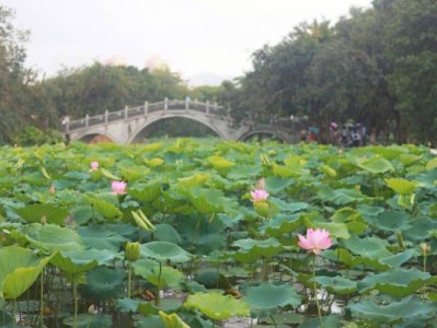 洪湖公园的荷花什么时候开
