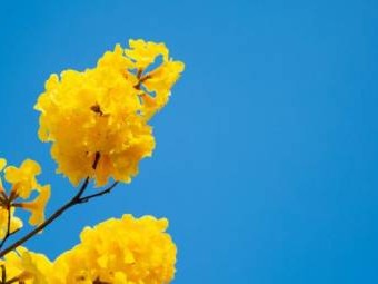 佛山南丹山森林王国春天赏花攻略(木姜花+樱花)
