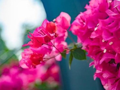 深圳簕杜鹃什么时候开花(花期时间)