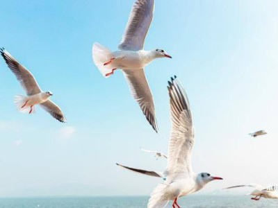 深圳湾公园有什么好玩的