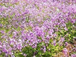 青岛市北区南山公园有什么花?