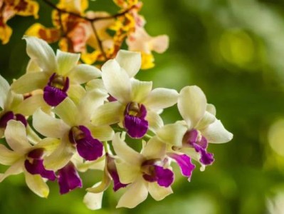 深圳迎春花市有哪些花(买什么好)
