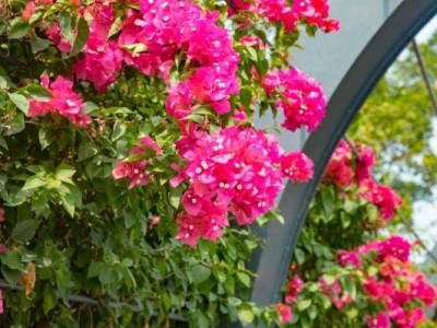 深圳宝安簕杜鹃谷公园花期是几月份