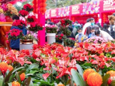 2025深圳爱国路花市有什么好玩好看好买的