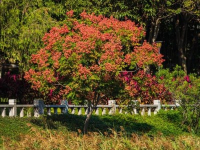 厦门全年赏花地图(什么花+去哪赏+什么时候去)