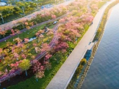 2024珠海横琴花海长廊樱花木棉什么时候开放