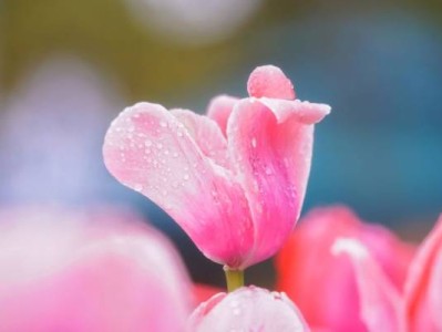 2025重庆南山植物园郁金香什么时候开?