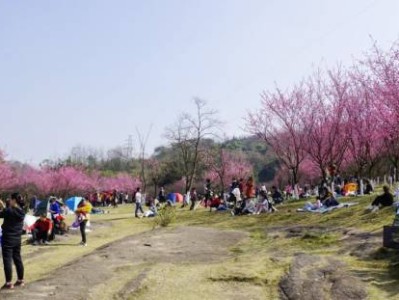 2025重庆照母山森林公园红梅花什么时候能开？