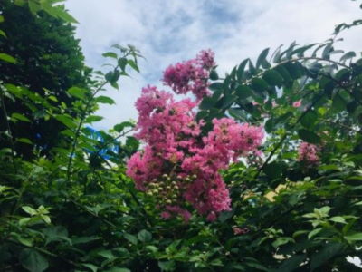 深圳笔架山公园有紫薇花吗