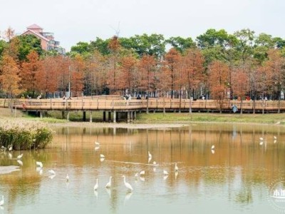 深圳莲花山公园落羽杉什么时候红(最佳观赏时间)