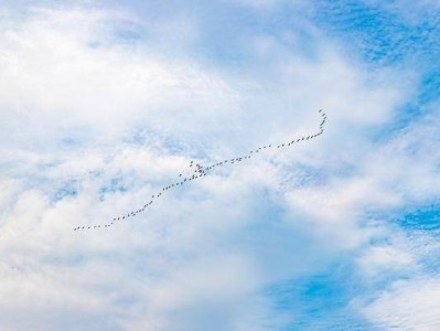 深圳湾公园观鸟季有什么鸟类
