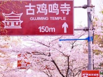 2025南京鸡鸣寺樱花大道樱花什么时候开