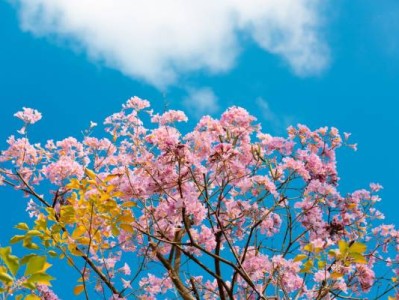 厦门2月赏花好去处（持续更新）