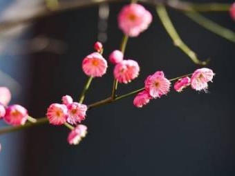 南京梅花山游玩时间什么时候最好